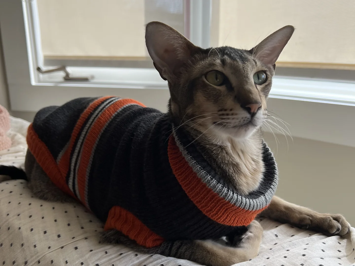 Oriental Shorthair Cat for Sale thumbnail 4