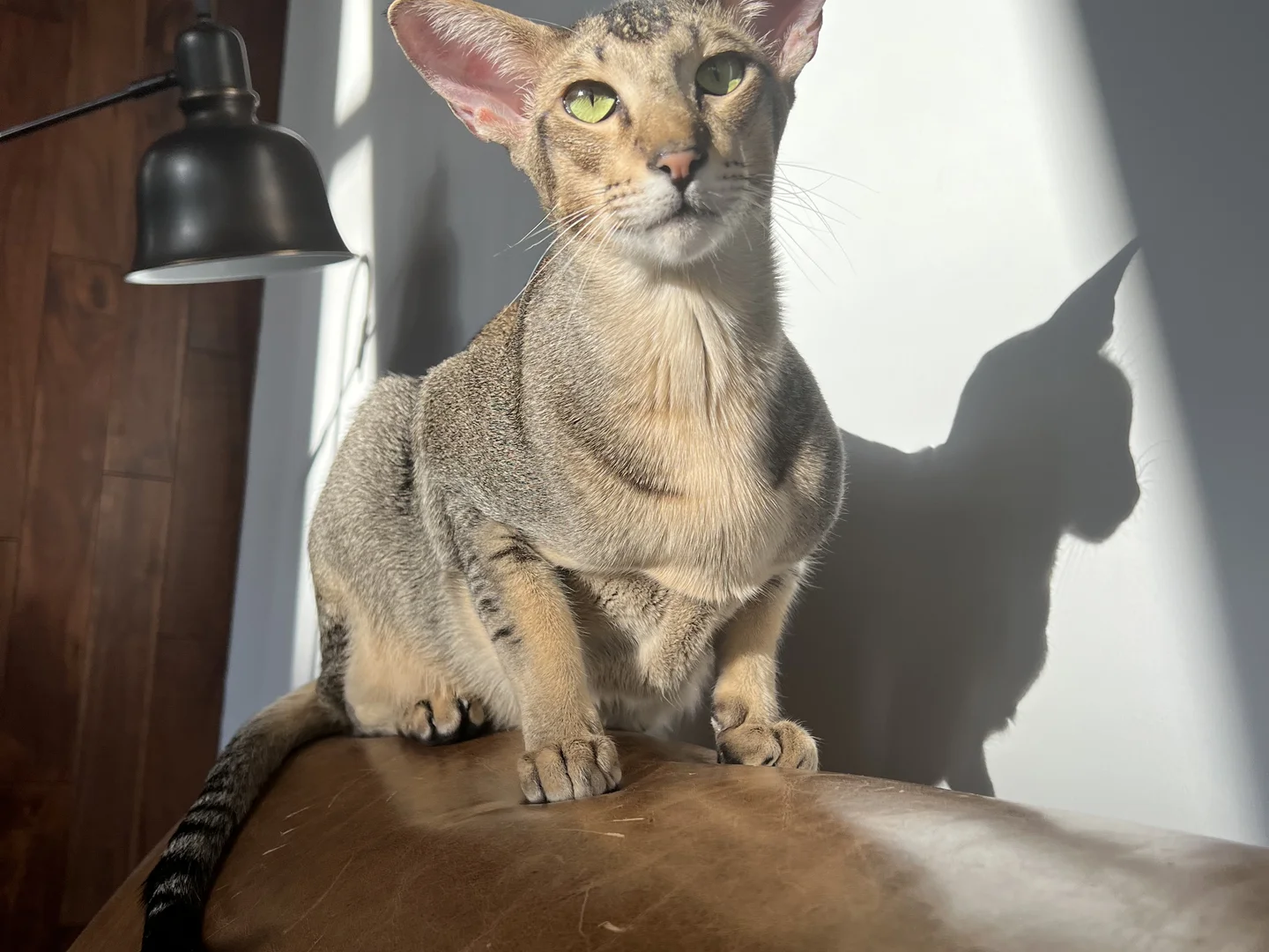 Oriental Shorthair Cat for Sale thumbnail 5
