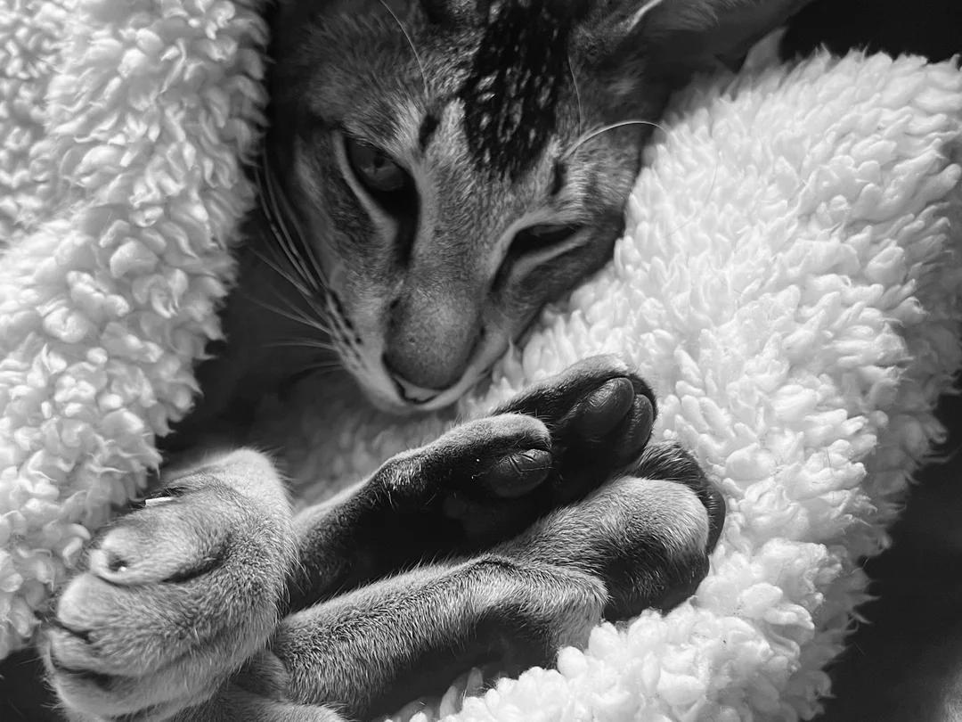 Oriental Shorthair Cat for Sale