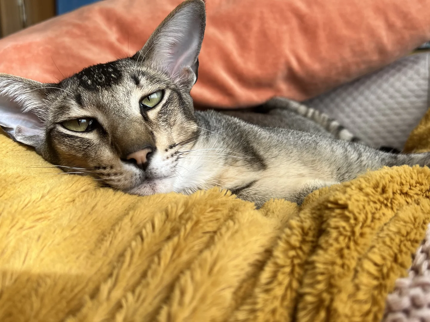 Oriental Shorthair Cat for Sale thumbnail 2