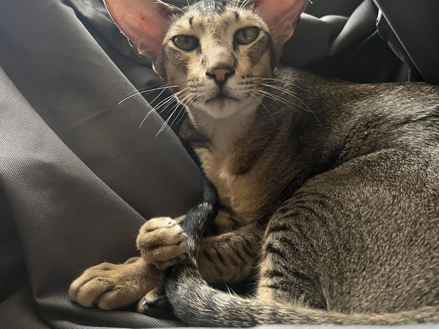 Oriental Shorthair Cat for Sale thumbnail 3