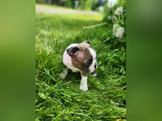Boston terrier thumbnail 7