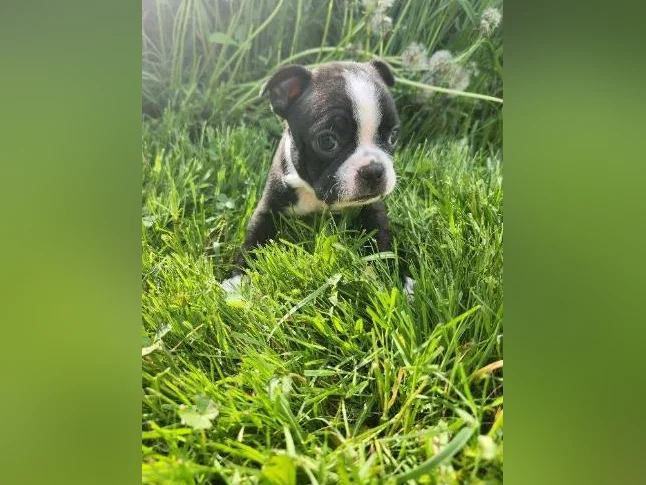 Boston terrier thumbnail 8