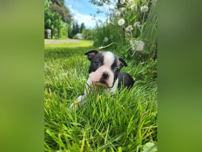 Boston terrier thumbnail 3