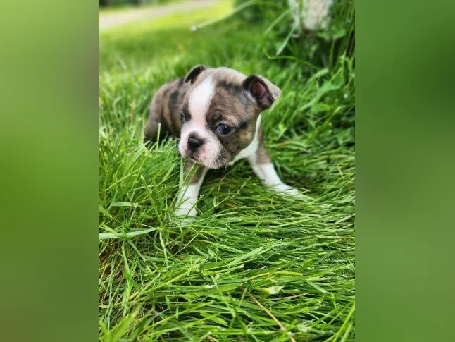 Boston terrier thumbnail 6