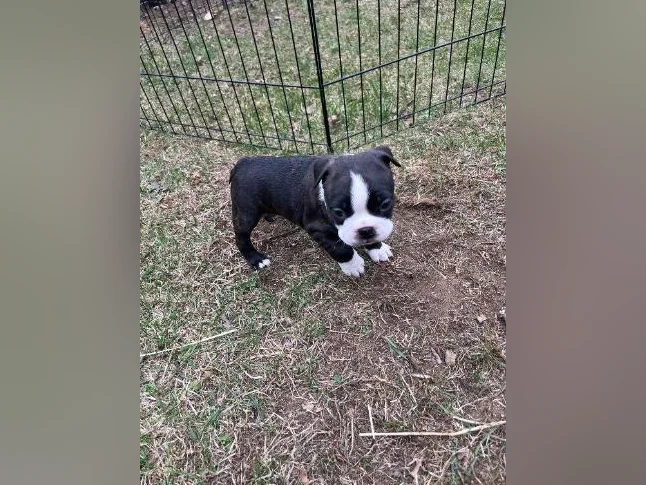 Chiots Boston terriers