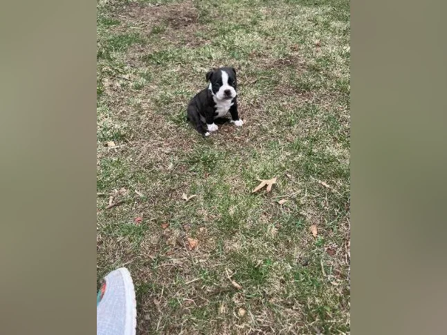 Chiots Boston terriers thumbnail 2