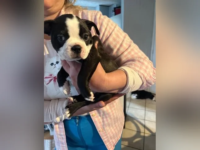 Chiots Boston terriers thumbnail 3
