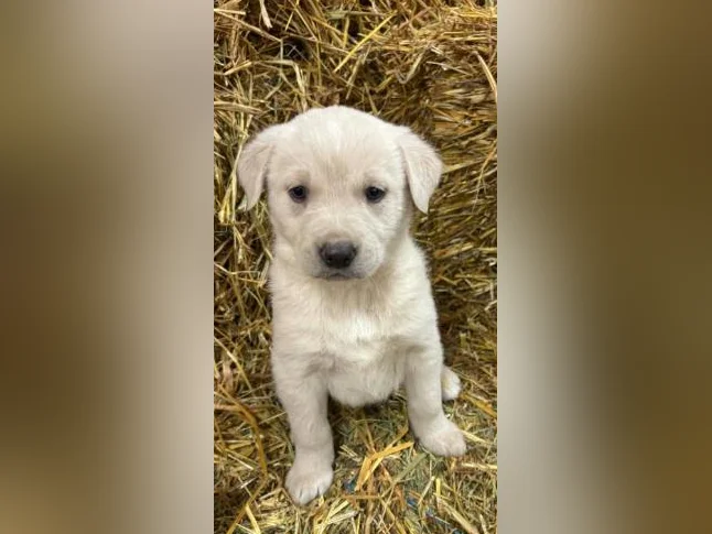 Chiot Labrador Golden thumbnail 4