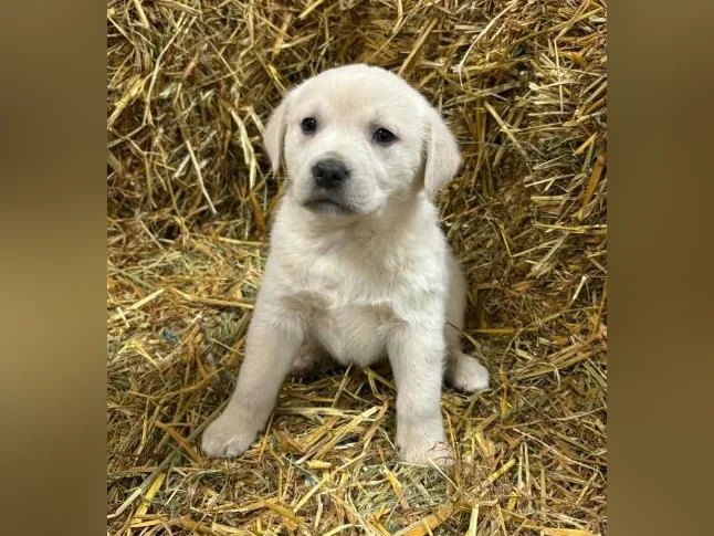 Chiot Labrador Golden