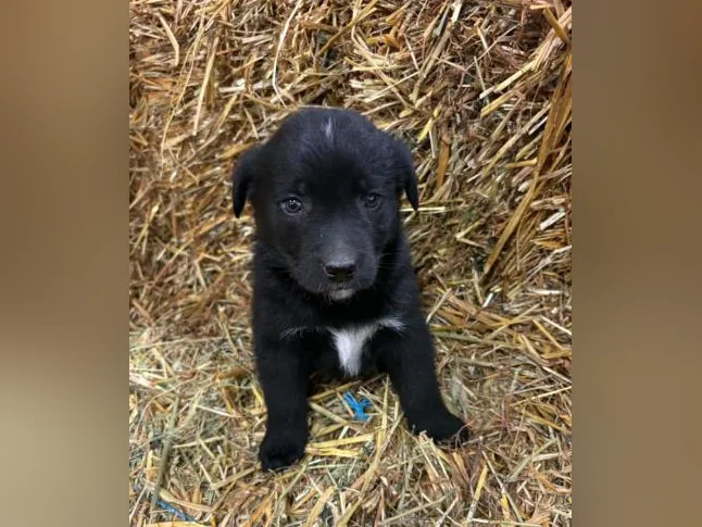 Chiot Labrador Golden thumbnail 2