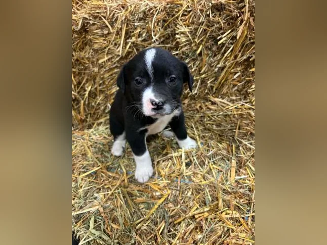 Chiot Labrador Golden thumbnail 6