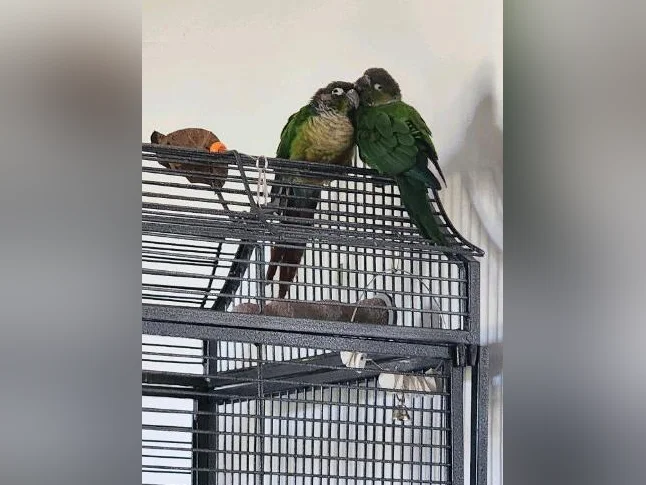 Couple connures joue vertes et black-out avec cage et accessoires