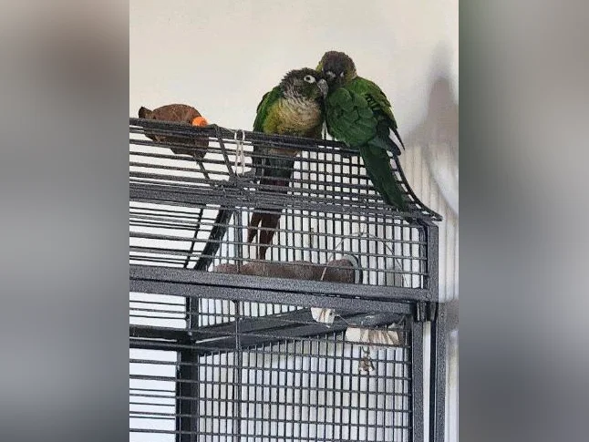 Couple connures joue vertes et black-out avec cage et accessoires thumbnail 2