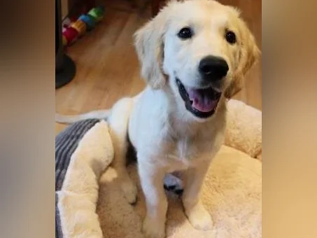Golden Retriever 5 mois