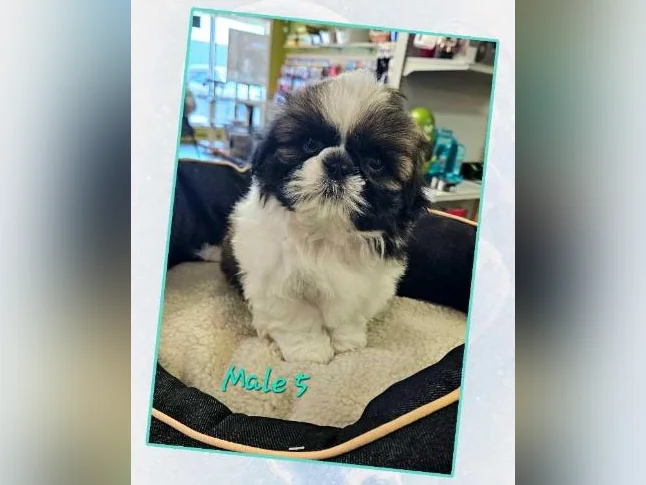 Des shihtzu thumbnail 5