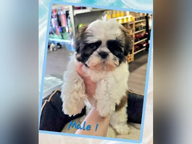 Des shihtzu
