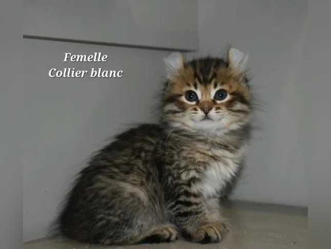 Highland lynx chatons thumbnail 4