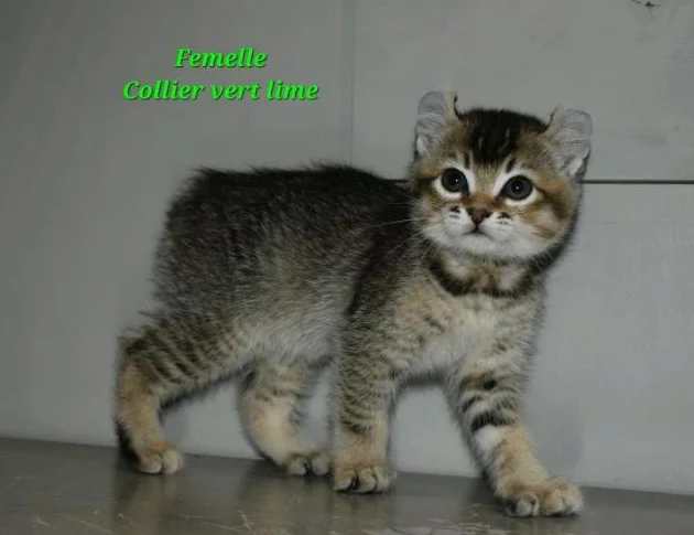 Highland lynx chatons thumbnail 5