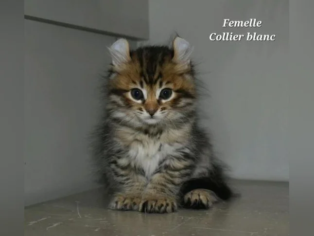 Highland lynx chatons thumbnail 3