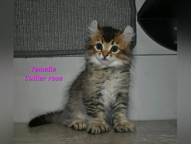 Highland lynx chatons thumbnail 2