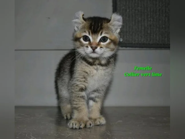 Highland lynx chatons thumbnail 6