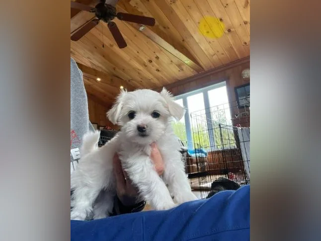 Bichon Maltais PRÊTE À PARTIR thumbnail 3