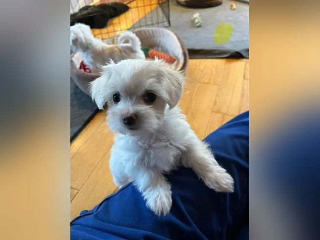 Bichon Maltais PRÊTE À PARTIR thumbnail 2