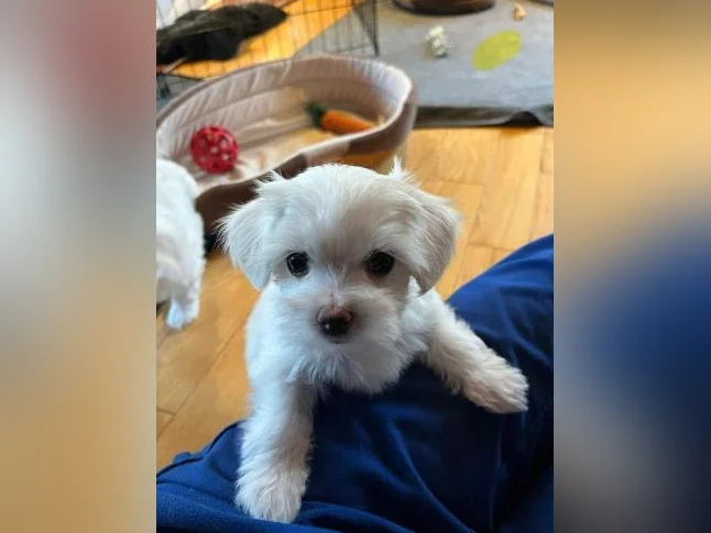 Bichon Maltais PRÊTE À PARTIR
