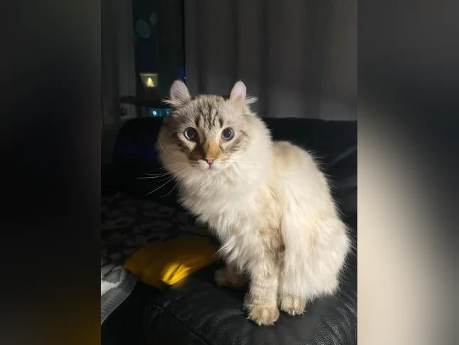 CHAT MÂLE HIGHLAND LYNX SNOW thumbnail 5