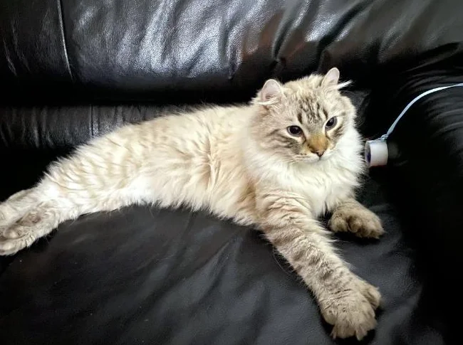 CHAT MÂLE HIGHLAND LYNX SNOW thumbnail 6