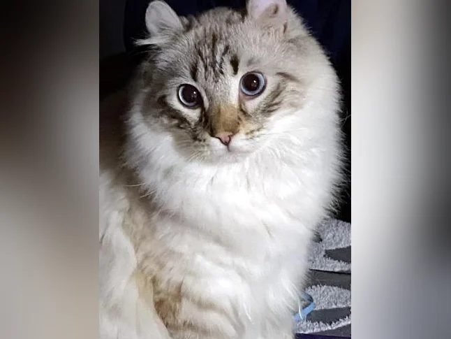 CHAT MÂLE HIGHLAND LYNX SNOW thumbnail 2