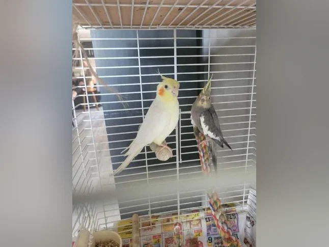COUPLE DE COCKATIELS À VENDRE