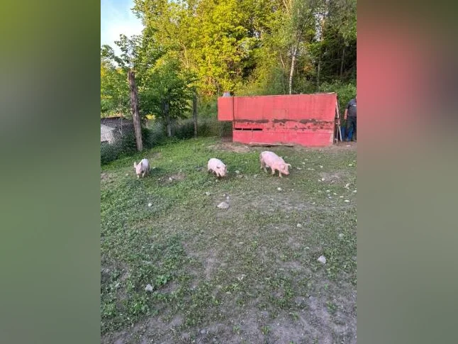 Petit cochons à vendre thumbnail 2