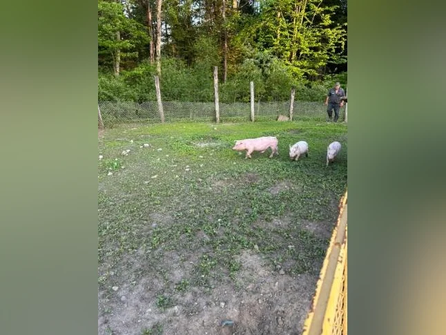 Petit cochons à vendre thumbnail 3
