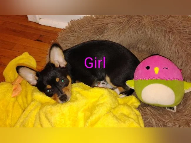 Chihuahua puppies 1 female left black and brown thumbnail 6