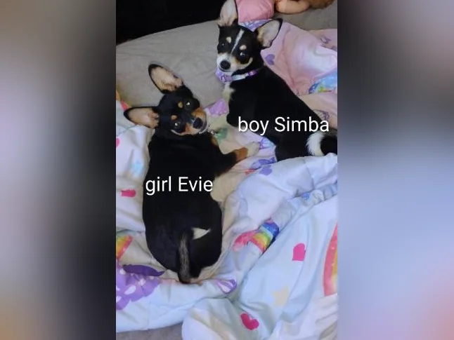 Chihuahua puppies 1 female left black and brown thumbnail 3