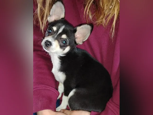 Chihuahua puppies 1 female left black and brown thumbnail 4