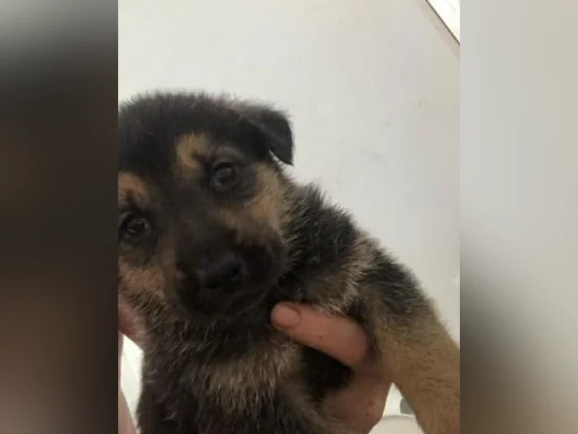 Chiot berger allemand noir x labrador roux thumbnail 3