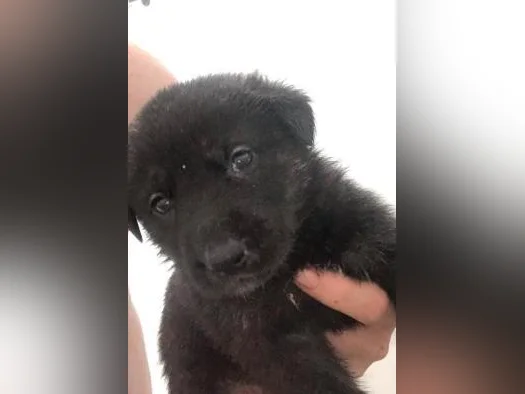 Chiot berger allemand noir x labrador roux