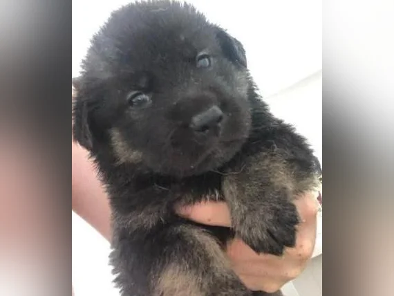 Chiot berger allemand noir x labrador roux thumbnail 2