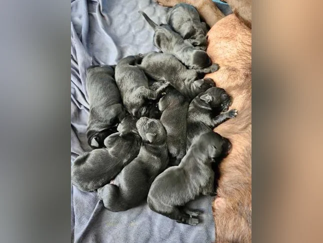 chiots labernois thumbnail 2