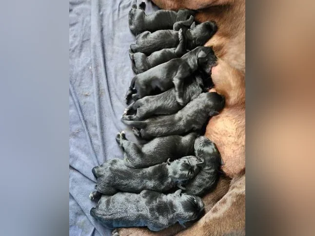 chiots labernois