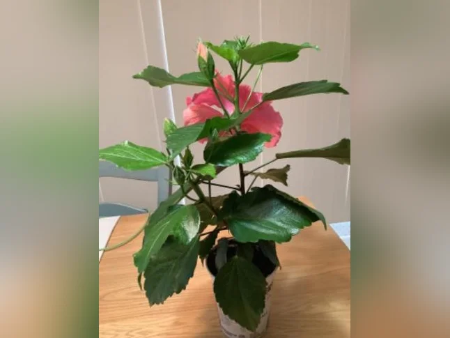 Hibiscus en fleur thumbnail 2