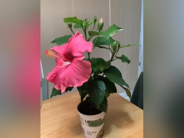 Hibiscus en fleur