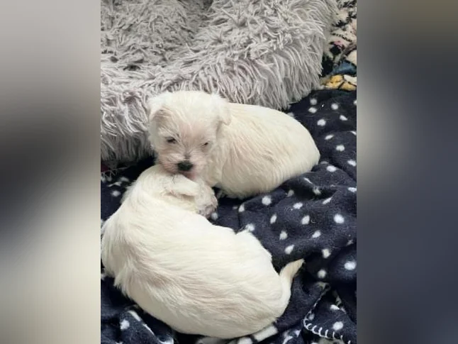 Westie - West Highland White Terrier