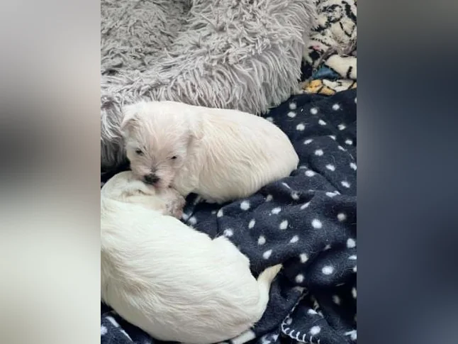 Westie - West Highland White Terrier thumbnail 3