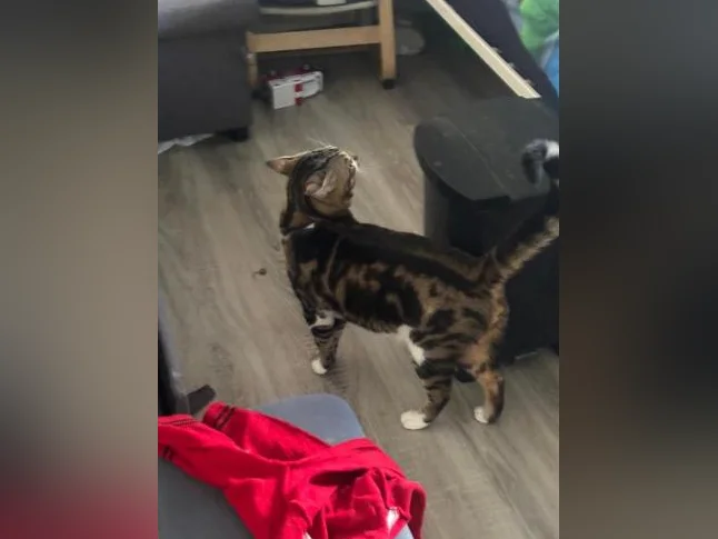 Chat mâle à donner