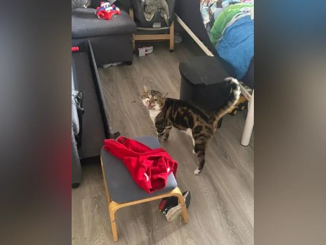 Chat mâle à donner thumbnail 2
