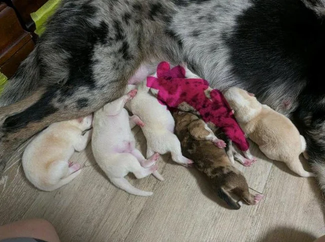 Chiot